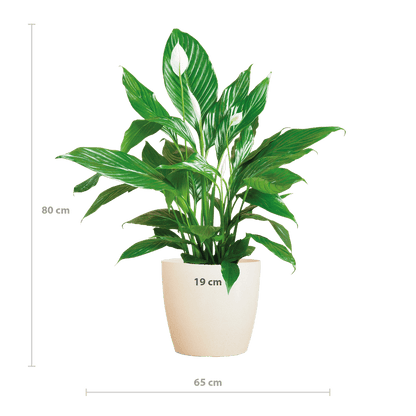 Spathiphyllum