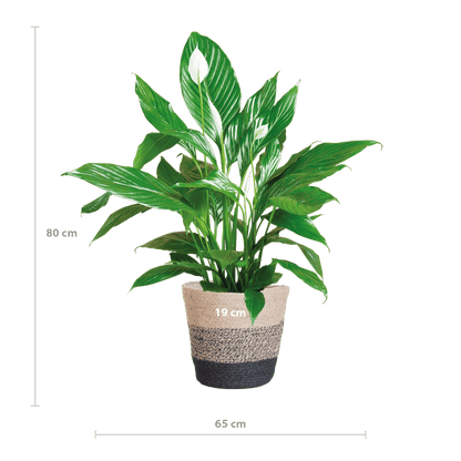 Spathiphyllum