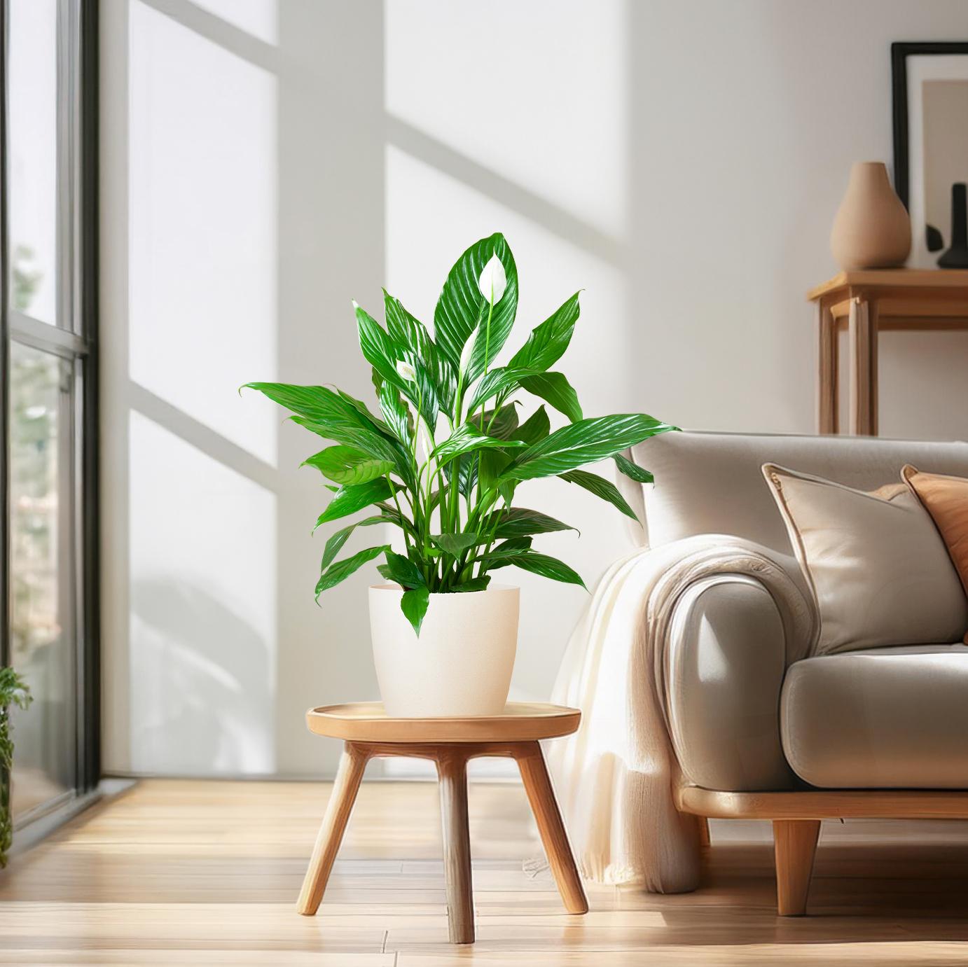 Spathiphyllum