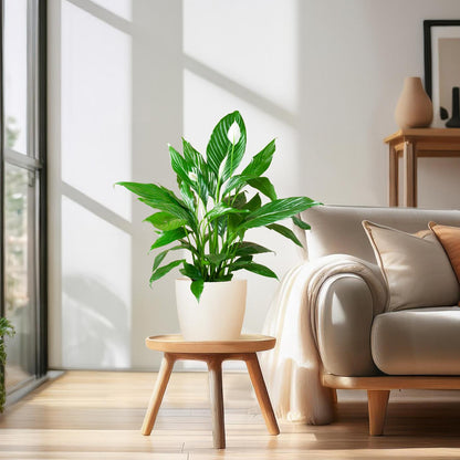 Spathiphyllum