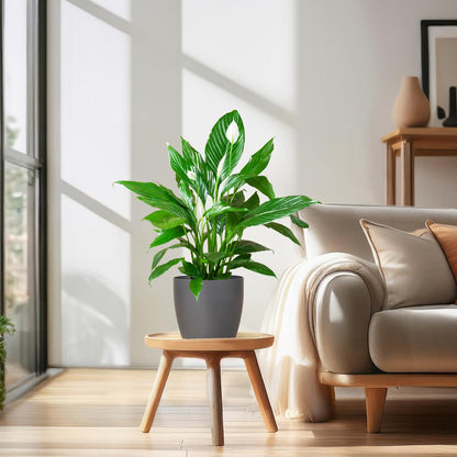 Spathiphyllum