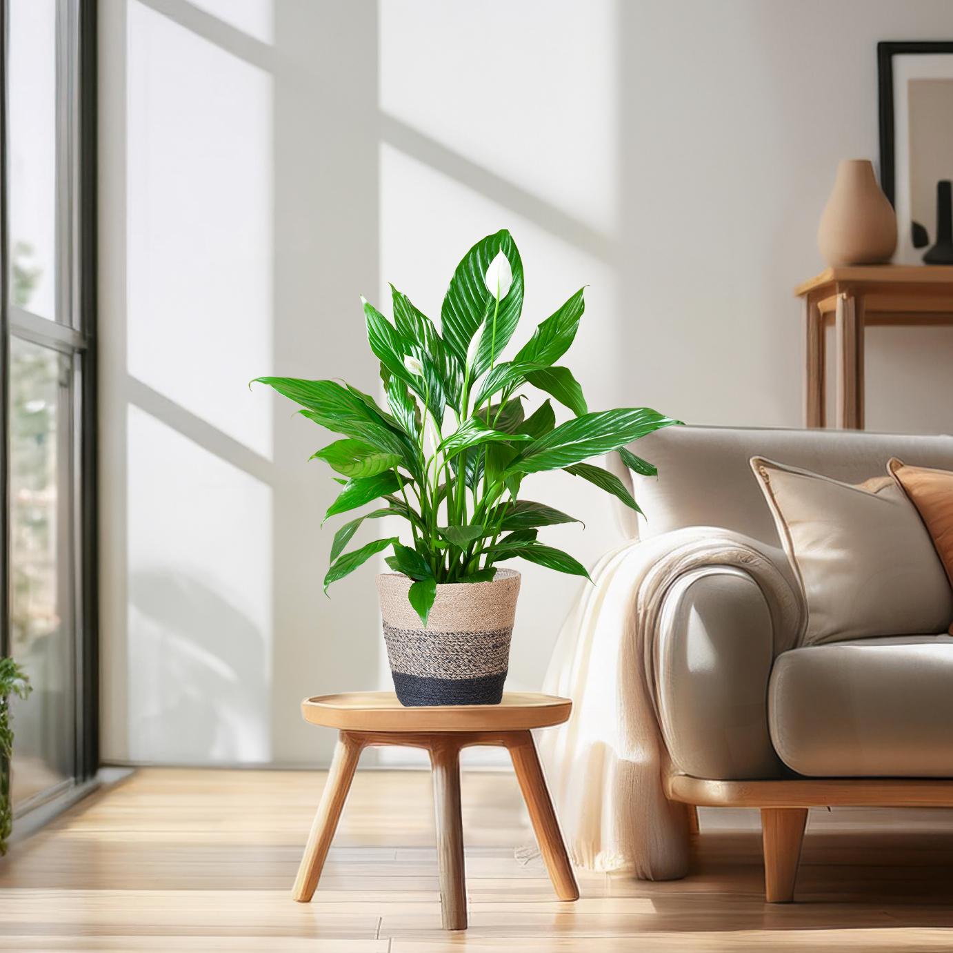Spathiphyllum