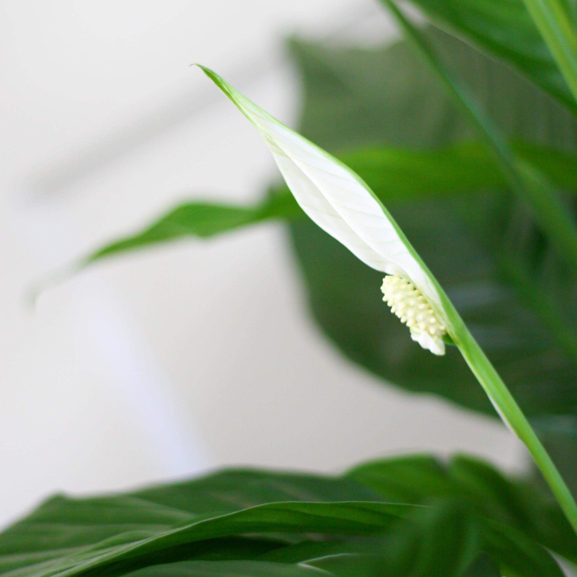 Spathiphyllum