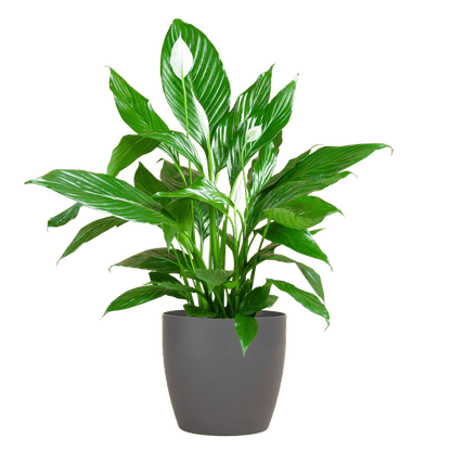 Spathiphyllum