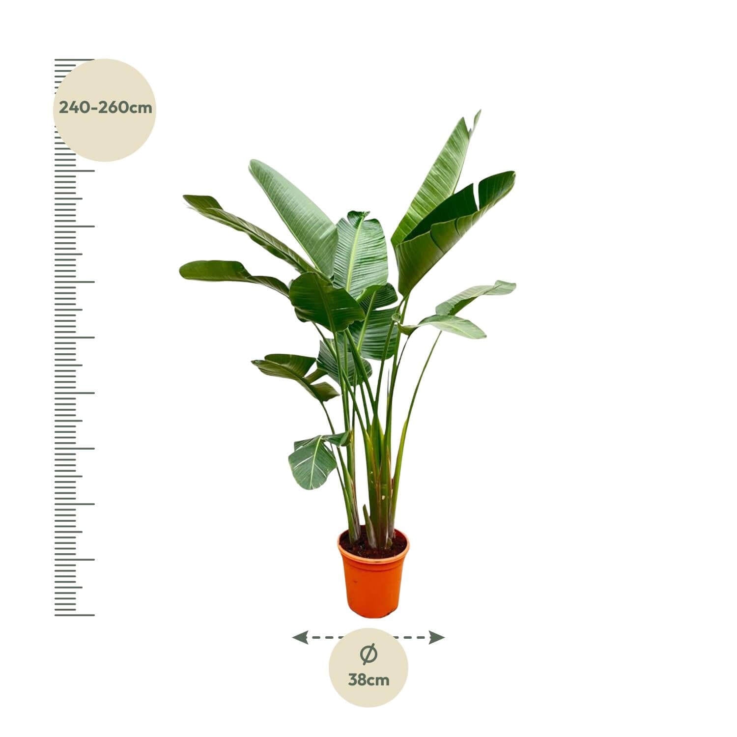 Strelitzia Augusta de luxe XXL