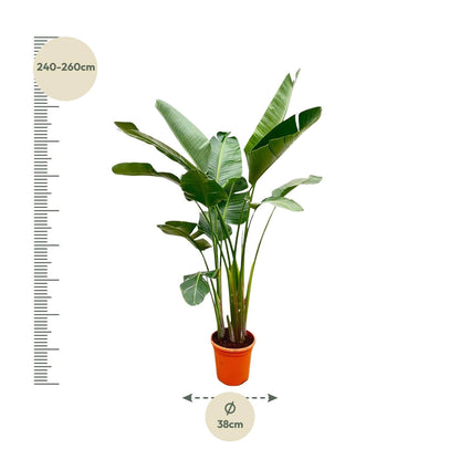 Strelitzia Augusta de luxe XXL