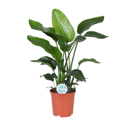 Strelitzia Nicolai
