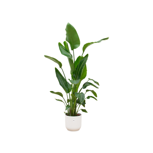 Strelitzia Nicolai