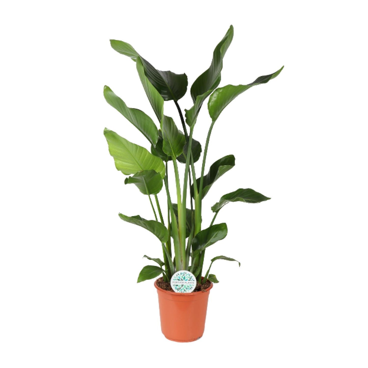 Strelitzia Nicolai