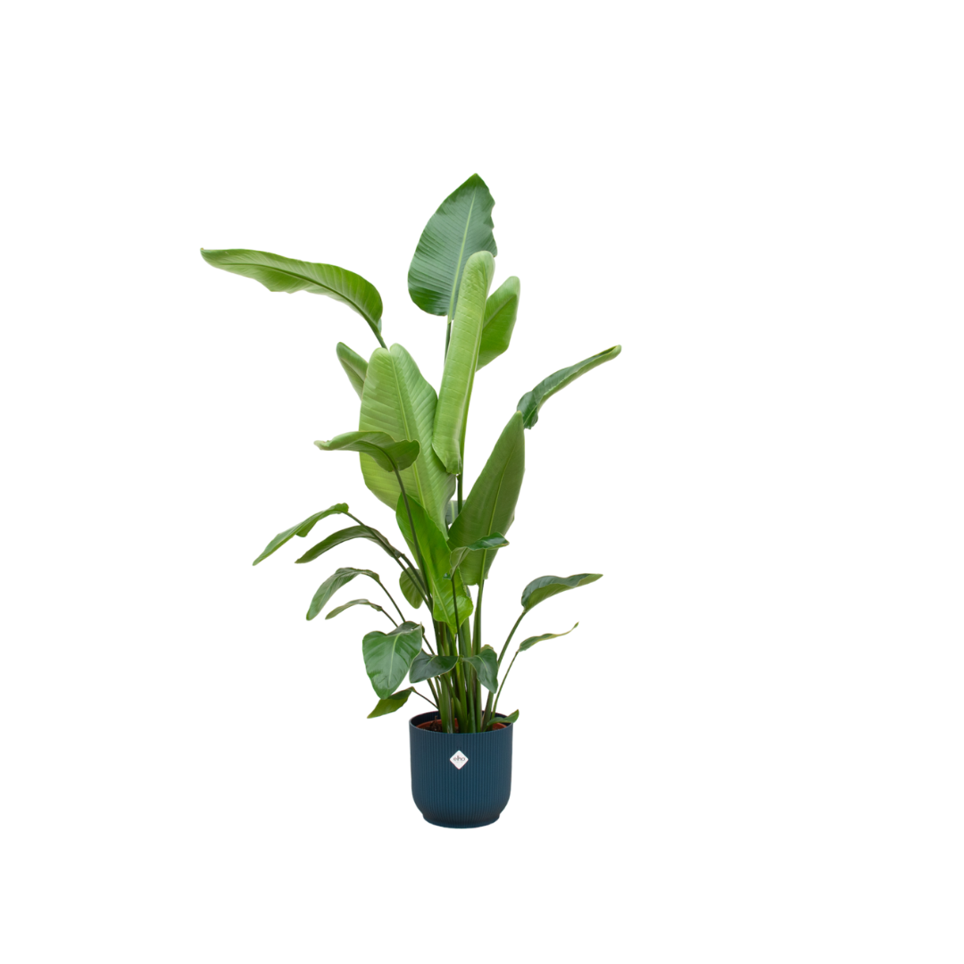 Strelitzia Nicolai