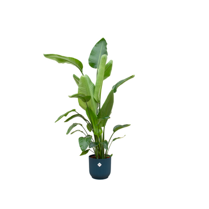 Strelitzia Nicolai