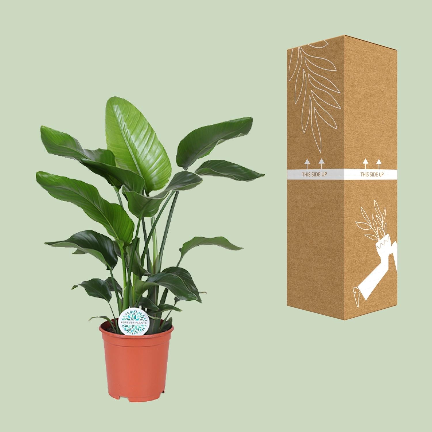 Strelitzia Nicolai