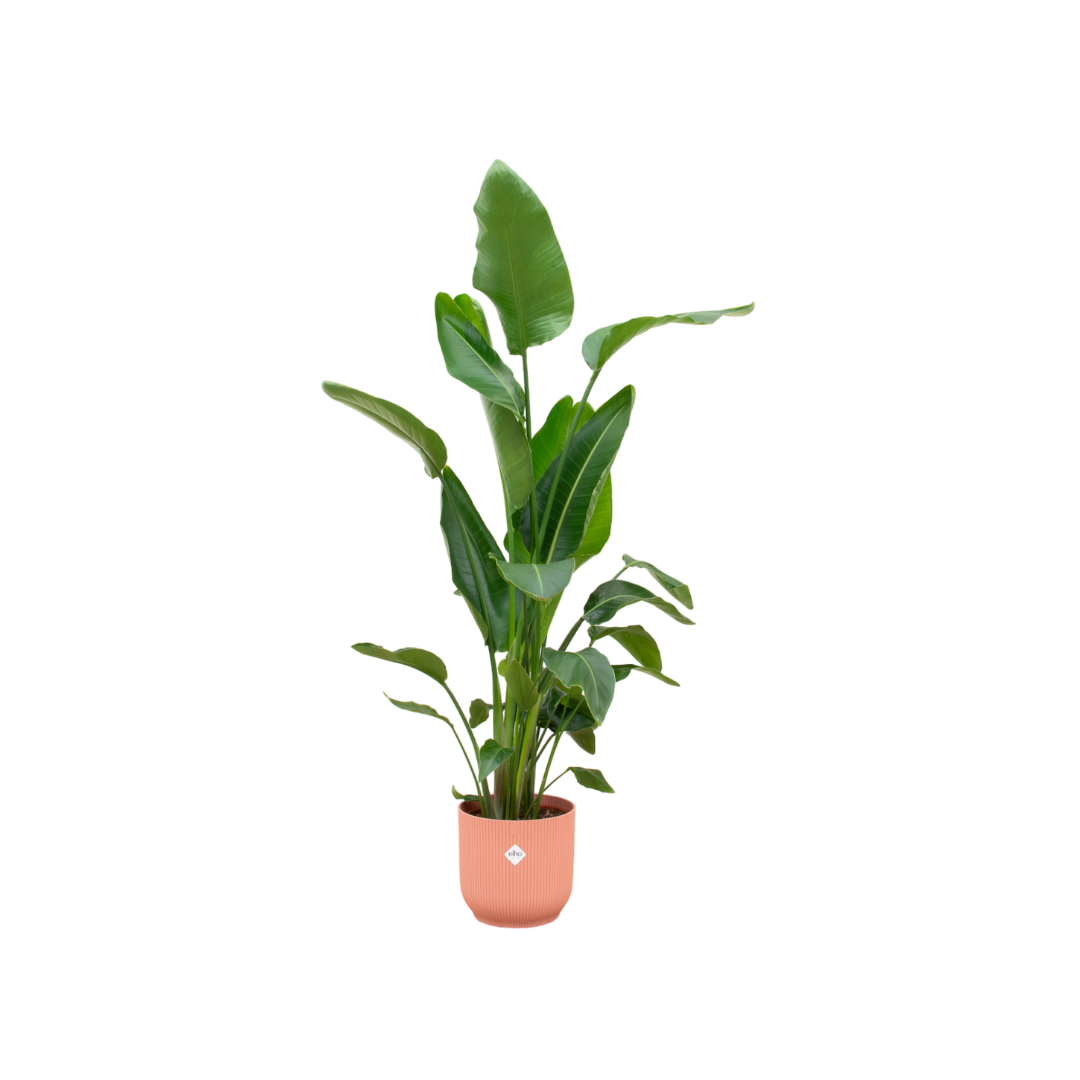 Strelitzia Nicolai
