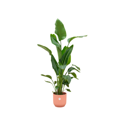 Strelitzia Nicolai