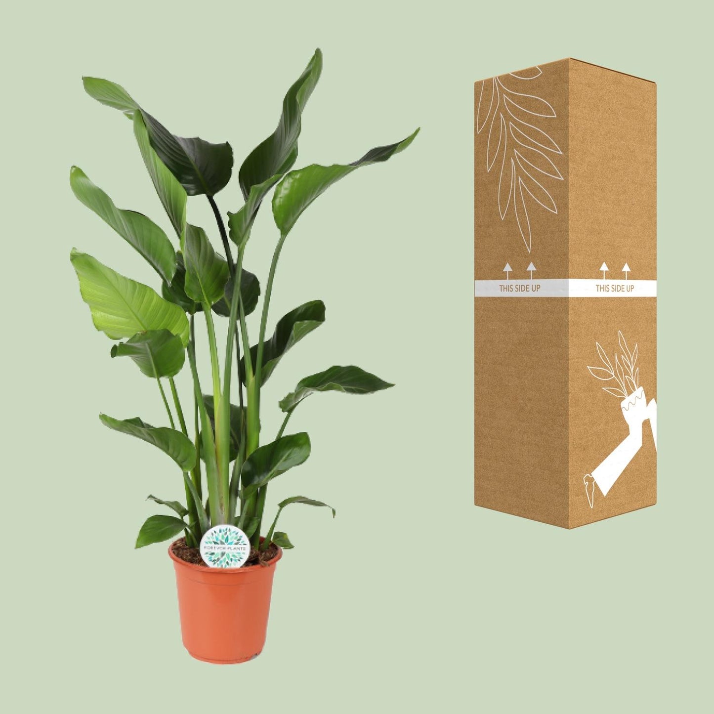 Strelitzia Nicolai