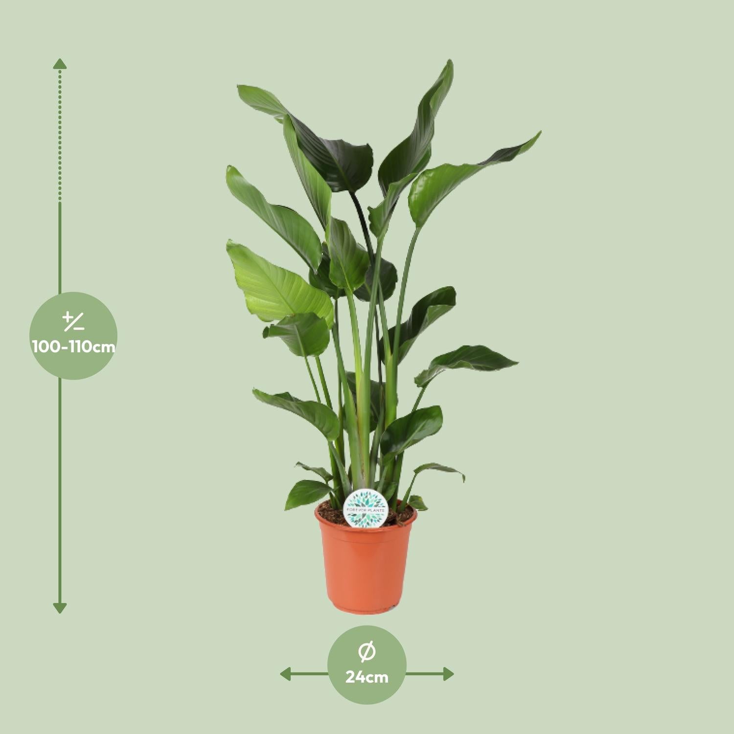 Strelitzia Nicolai