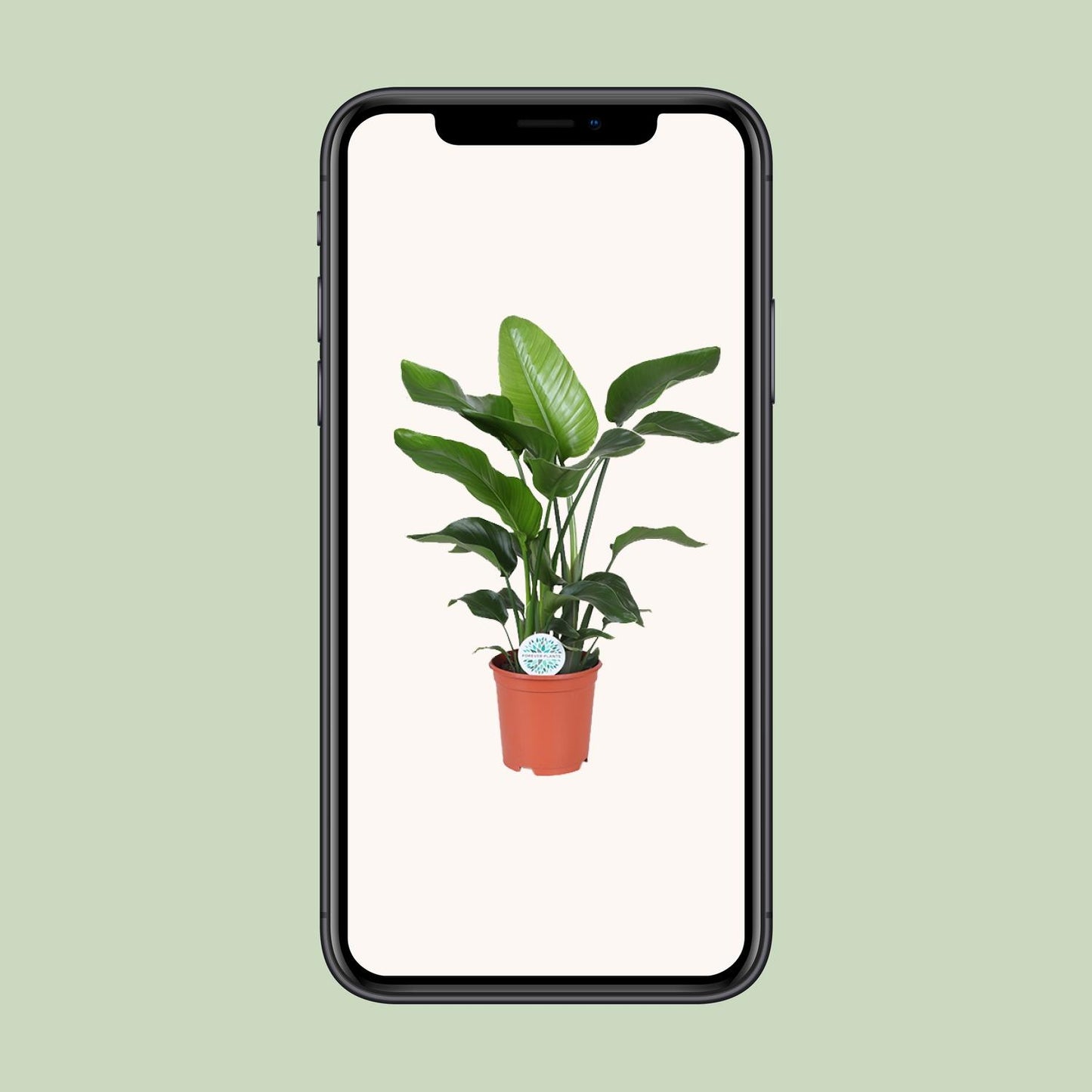 Strelitzia Nicolai