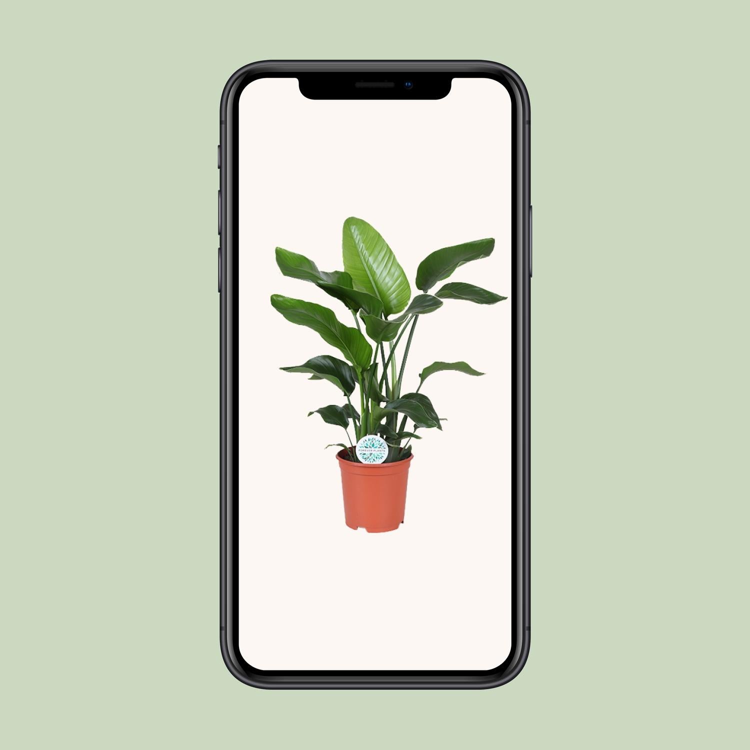 Strelitzia Nicolai