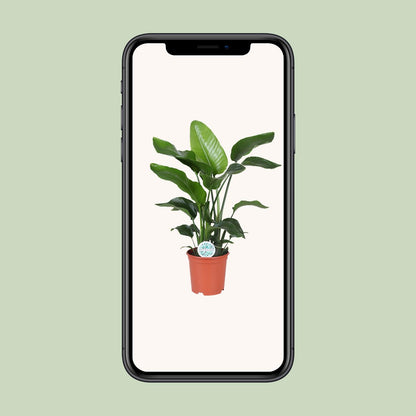 Strelitzia Nicolai