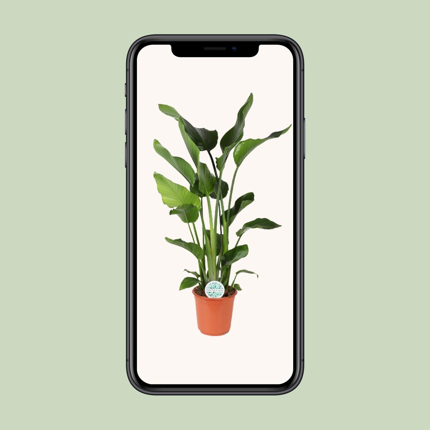 Strelitzia Nicolai