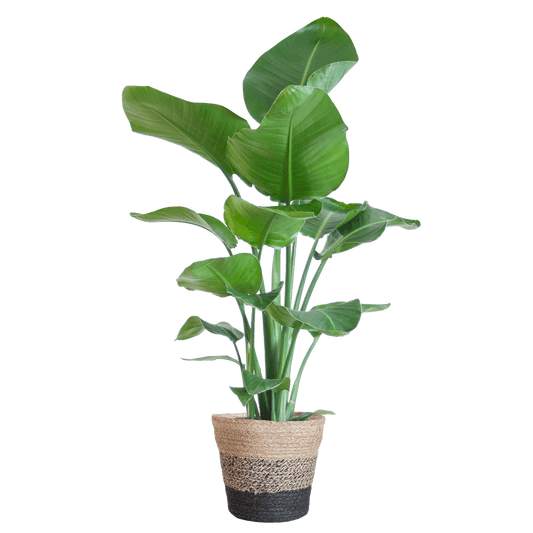 Strelitzia Nicolai