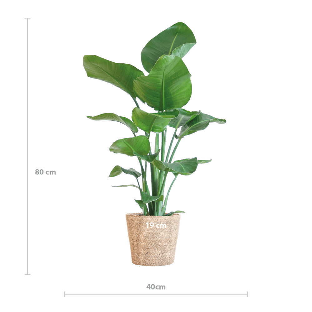 Strelitzia Nicolai