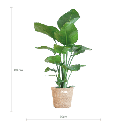 Strelitzia Nicolai
