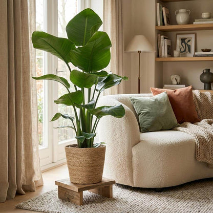 Strelitzia Nicolai