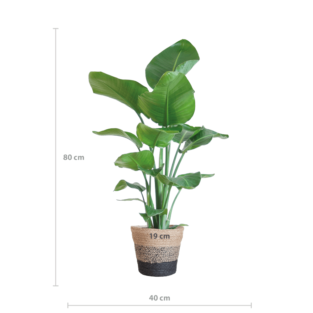 Strelitzia Nicolai