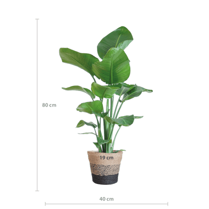 Strelitzia Nicolai