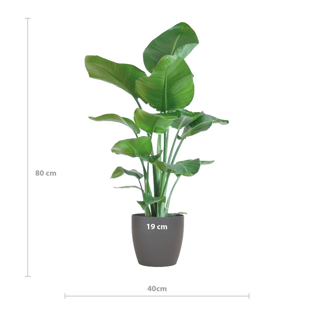 Strelitzia Nicolai