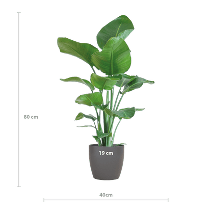 Strelitzia Nicolai