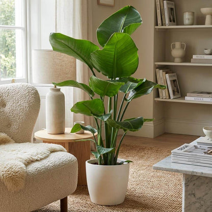 Strelitzia Nicolai