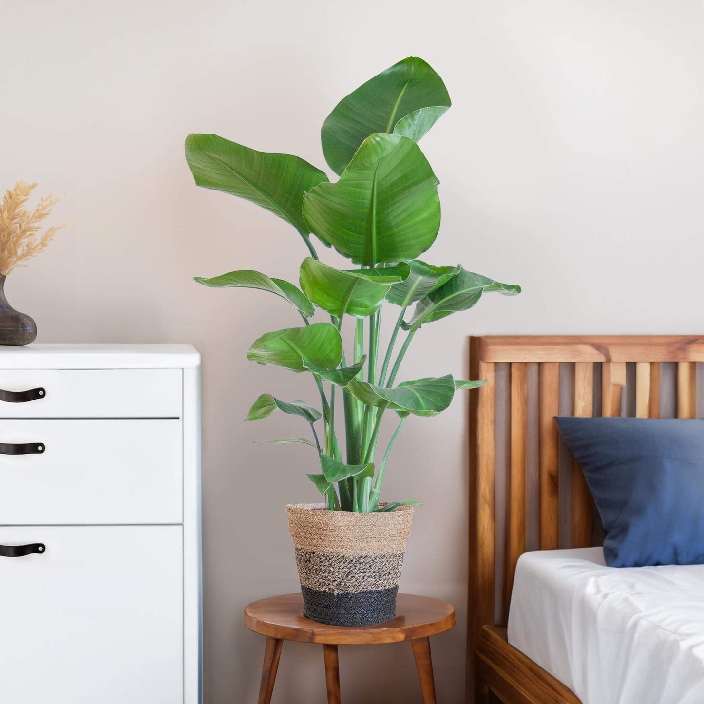 Strelitzia Nicolai