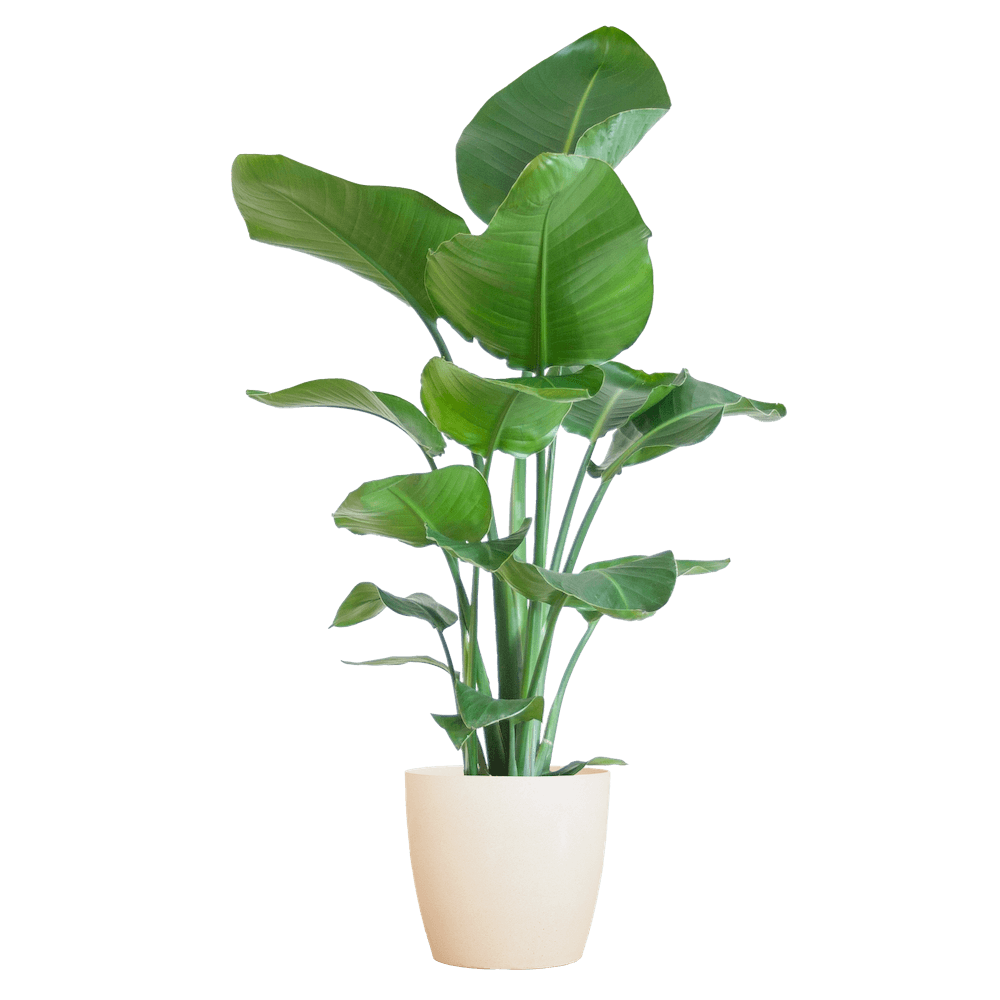 Strelitzia Nicolai