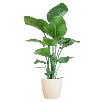 Strelitzia Nicolai