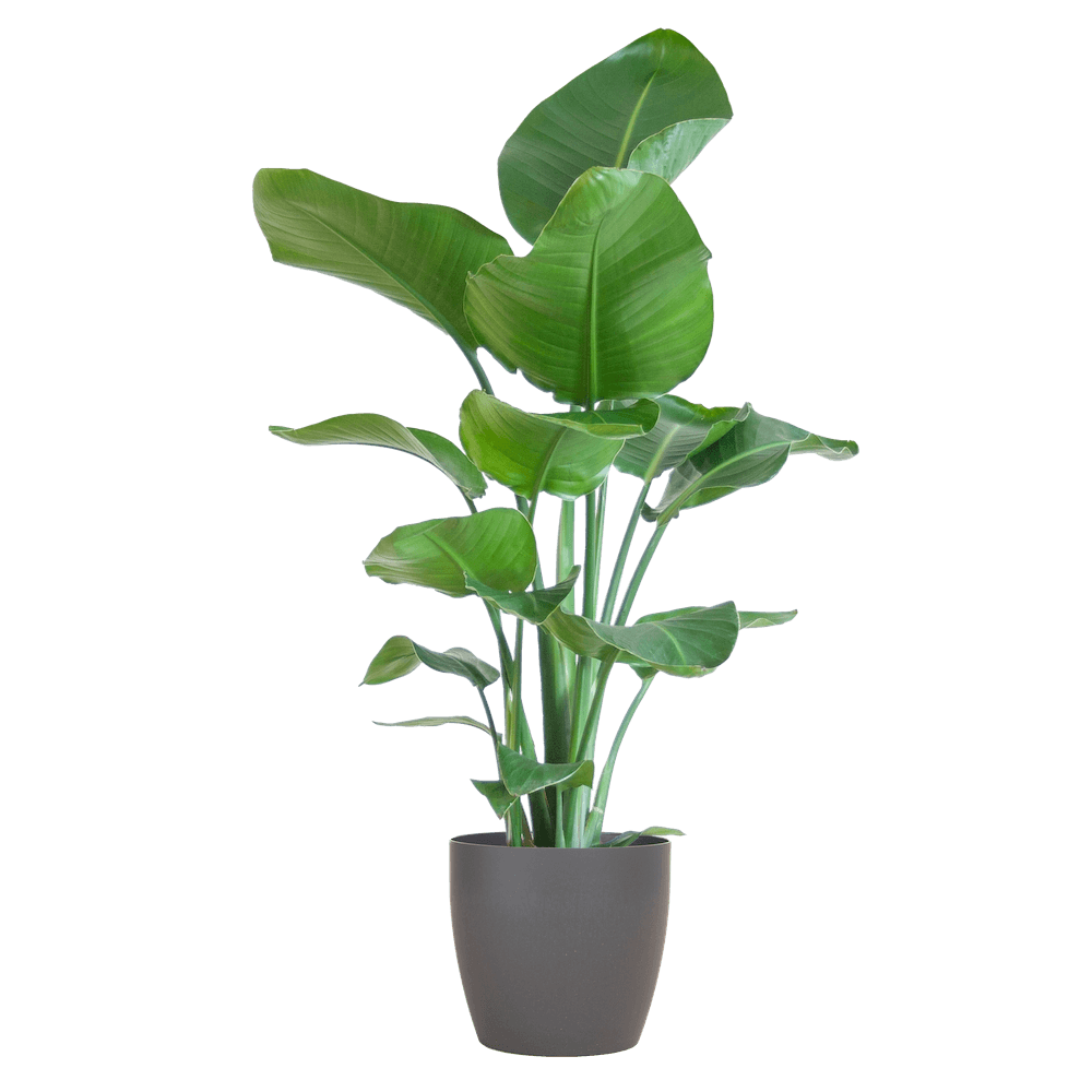 Strelitzia Nicolai