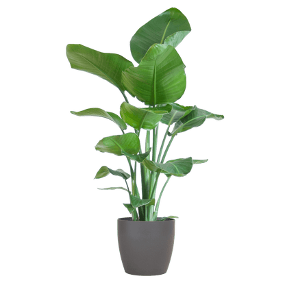 Strelitzia Nicolai