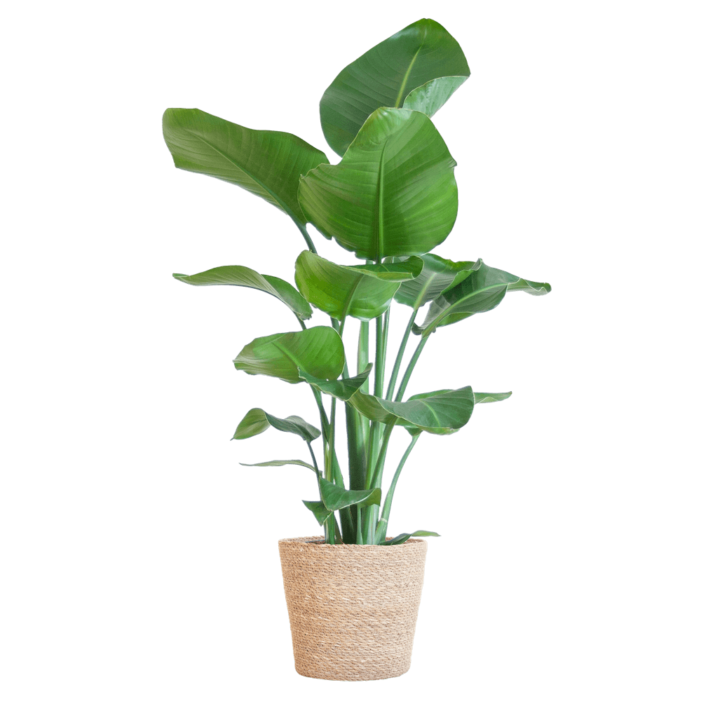Strelitzia Nicolai