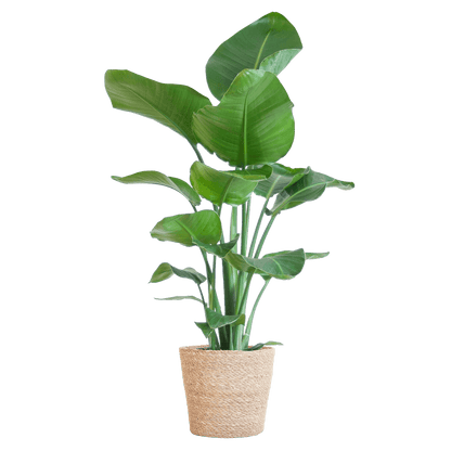 Strelitzia Nicolai