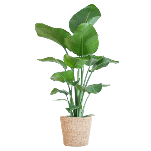 Strelitzia Nicolai