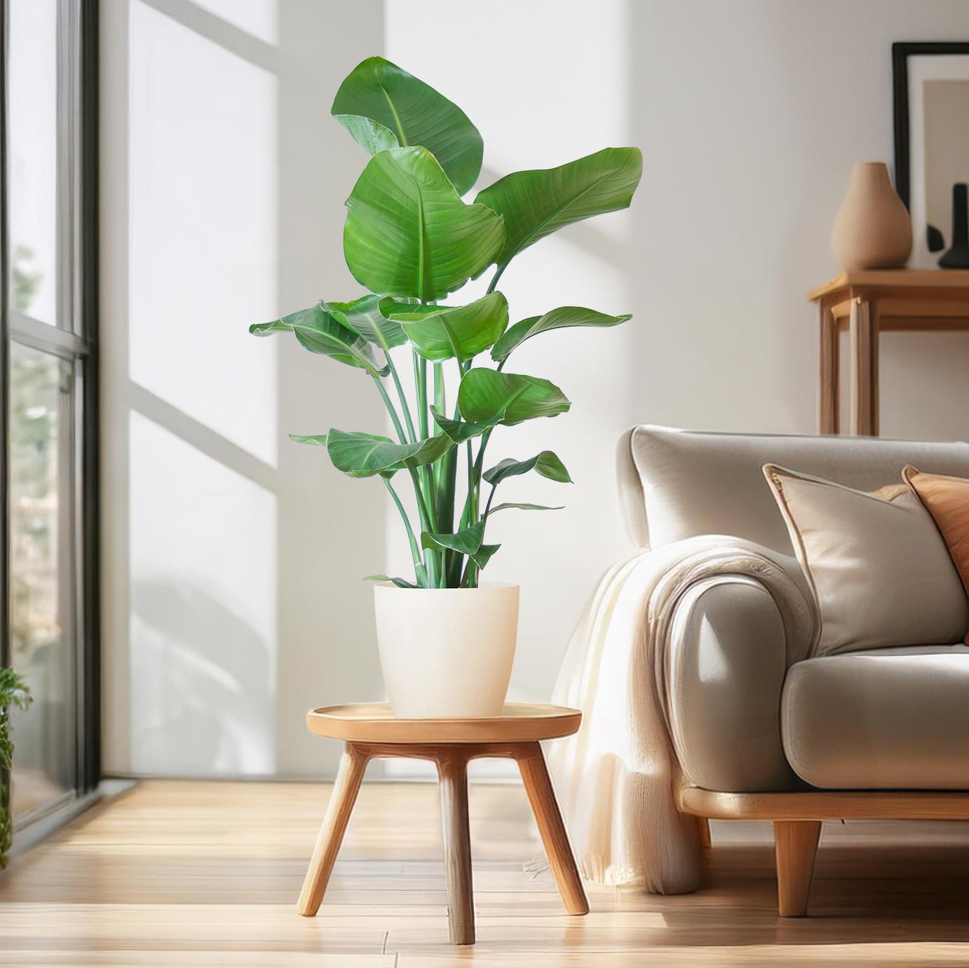 Strelitzia Nicolai