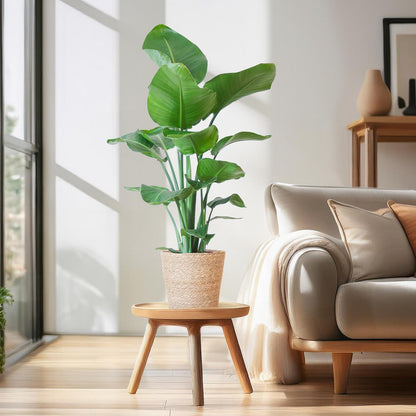 Strelitzia Nicolai