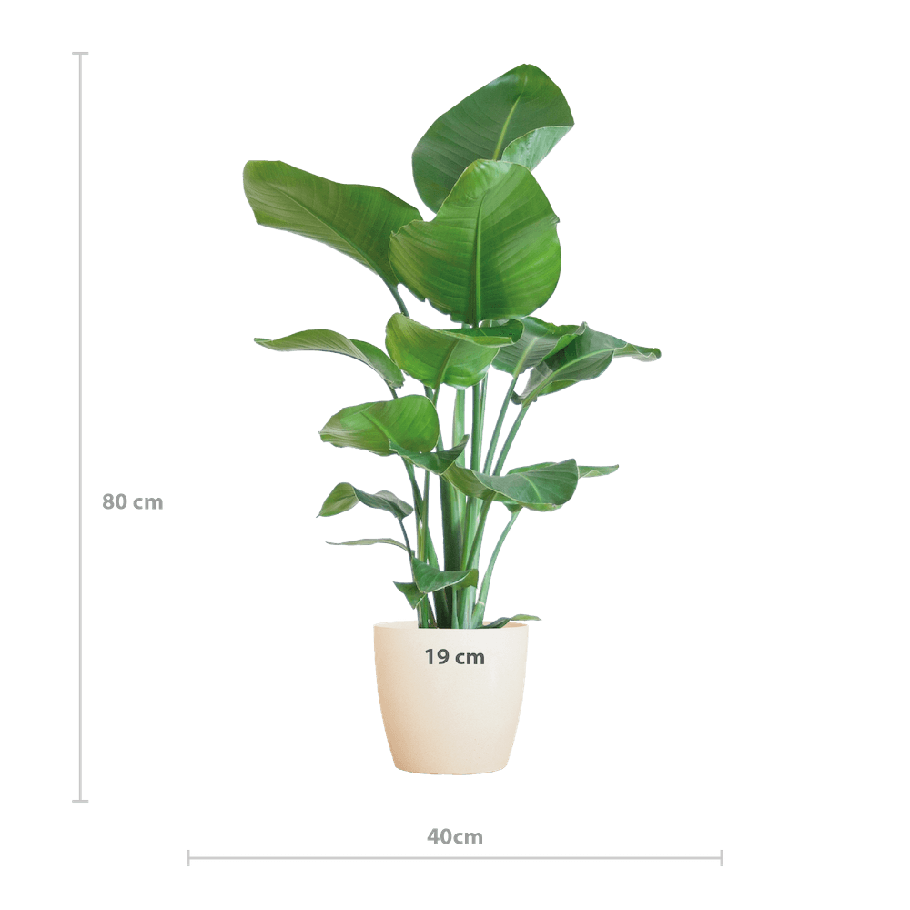 Strelitzia Nicolai