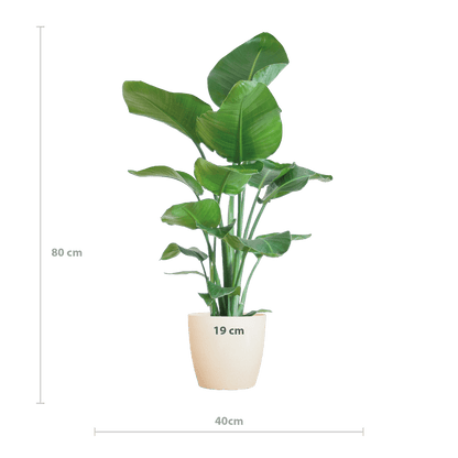 Strelitzia Nicolai