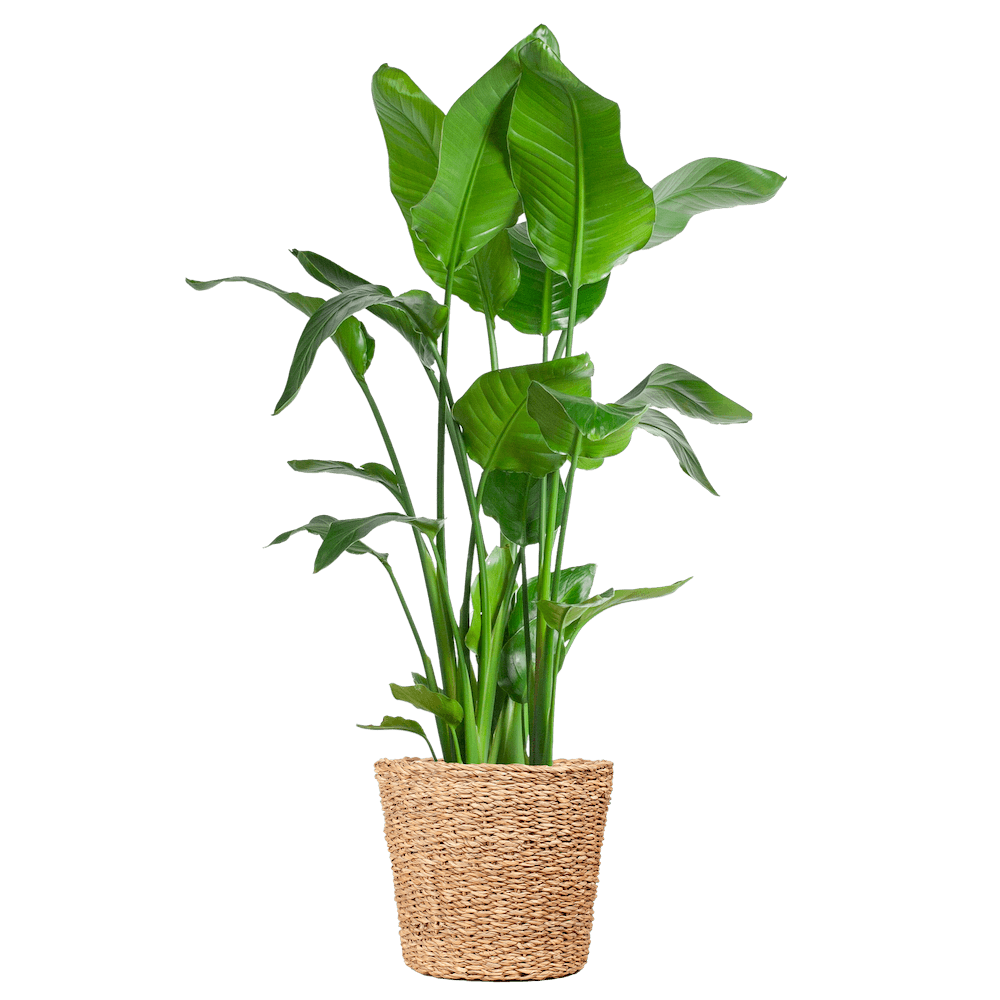 Strelitzia Nicolai XL