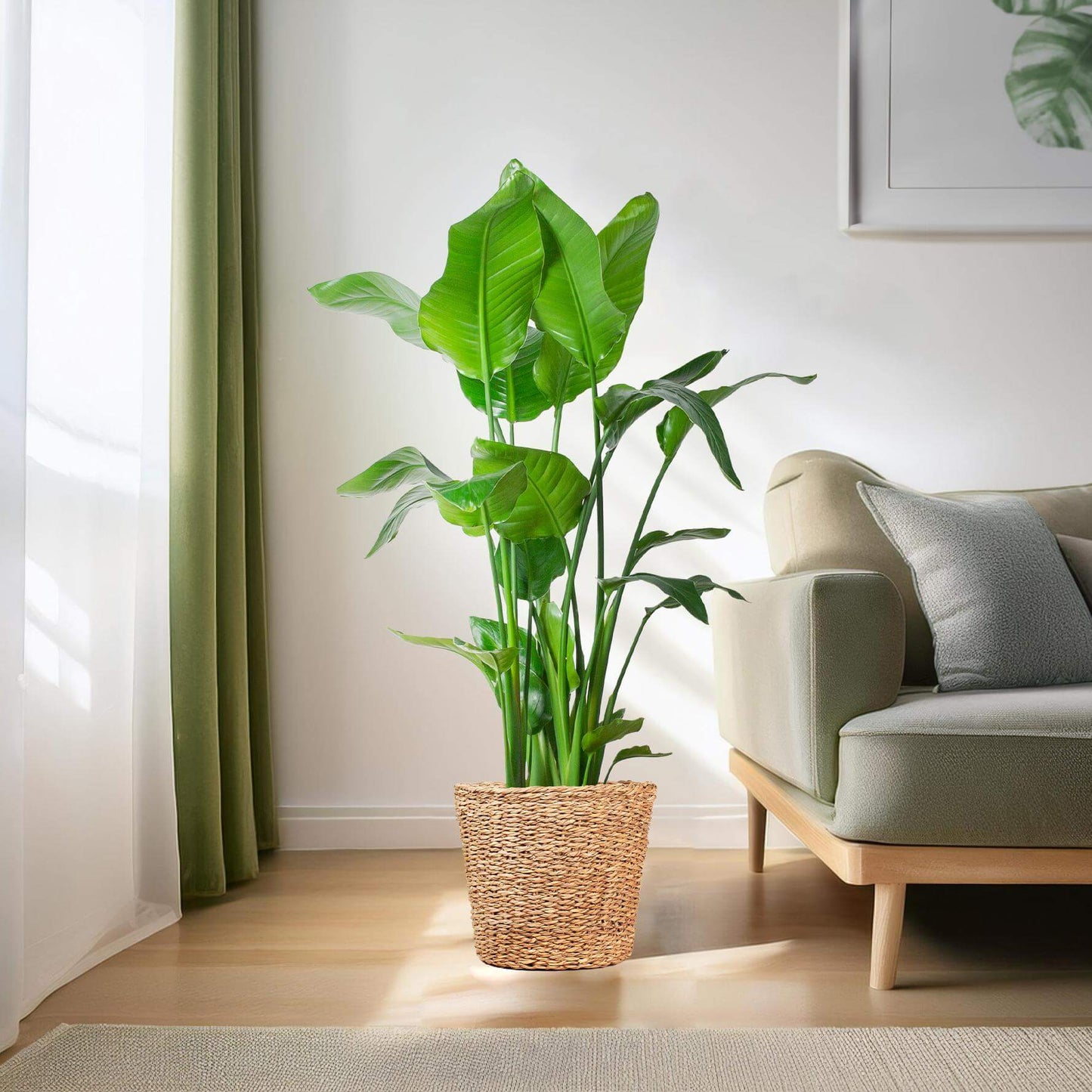 Strelitzia Nicolai XL
