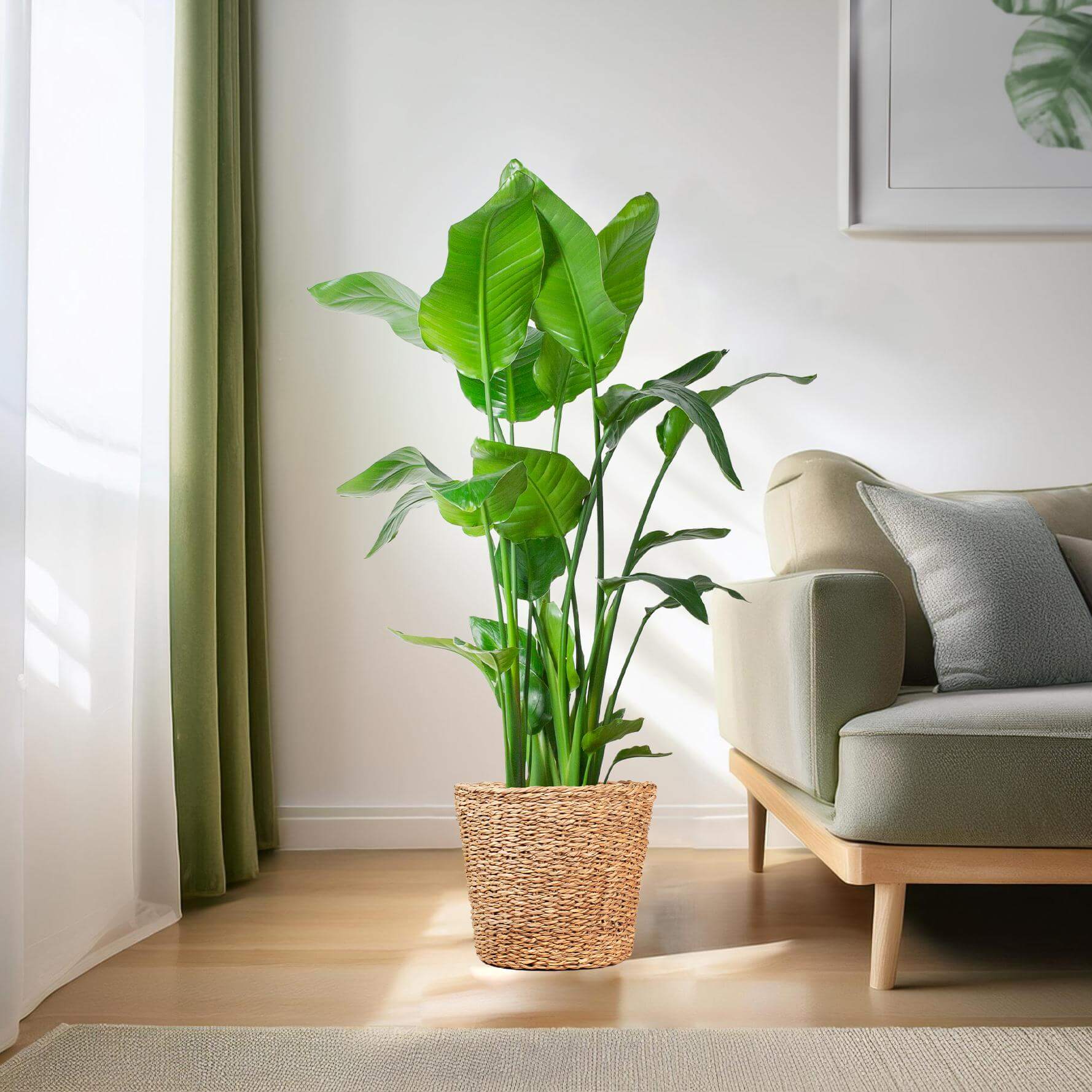 Strelitzia Nicolai XL