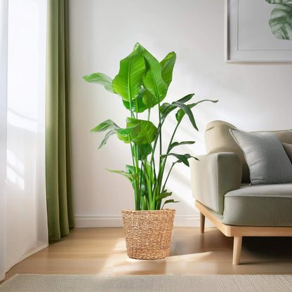 Strelitzia Nicolai XL