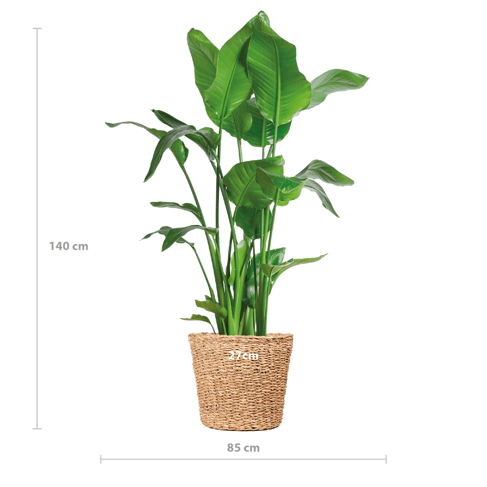 Strelitzia Nicolai XL